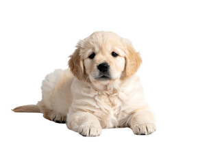 A cute golden retriever puppy lays down looking forward against a black background