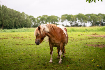 Fototapeta premium Cute brown and white pony standing on green meadow in rural countryside with trees in background