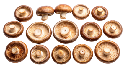A collection of fresh, raw shiitake mushrooms, showing both the tops of the caps and the bottom gills, arranged in a neat pattern, isolated on a transparent background for cooking and culinary use.