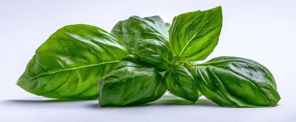 Fototapeta premium The basil leaves arranged on white background for fresh herb culinary concept photography
