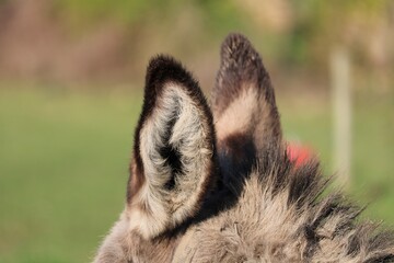 Oreilles d'&acirc;ne