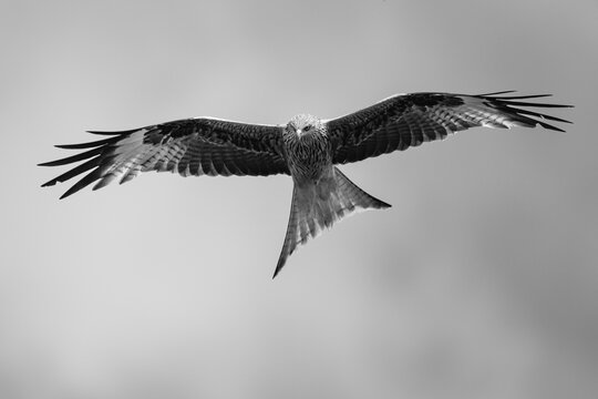 Rotmilan im Flug mit ausgebreiteten Fl&uuml;geln &ndash; Schwarzwei&szlig; Wildlife-Fotografie