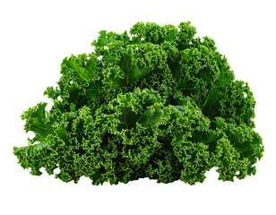 Fototapeta premium Isolated close-up of a vibrant, ruffled, leafy green vegetable