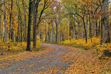 Fototapeta premium 63876-03406 Fall color trees and road at Stephen A. Forbes state park Marion Co. IL