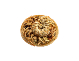 Close-up view of a curled fern frond against a black background