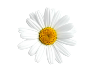 A close-up view of a vibrant daisy flower with white petals and a yellow center