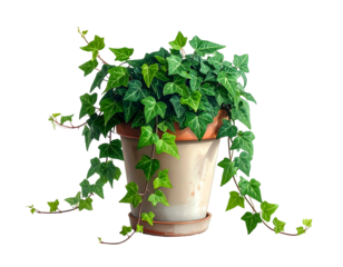A lush, green ivy plant spills over the edges of a cream-colored pot against black