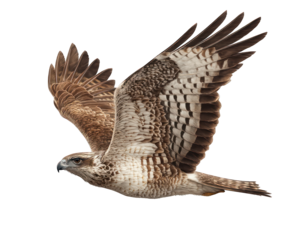 Steppe Eagle Gliding Close to Ground