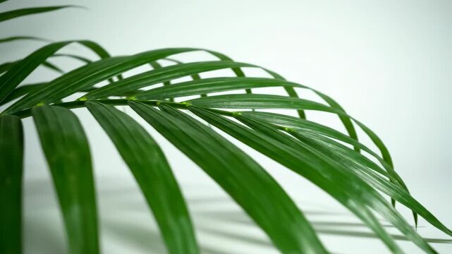 Botanical Beauty: An enchanting close-up shot that accentuates the vibrant and elegant lines of a lush, emerald green palm frond, an ode to the beauty of nature