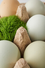 close up farming organic eggs