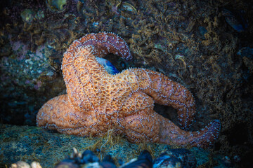 Starfish on rocks in the wild