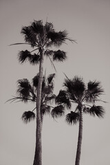 palm trees and sky at the beach