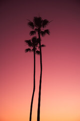 palm trees and sky at the beach