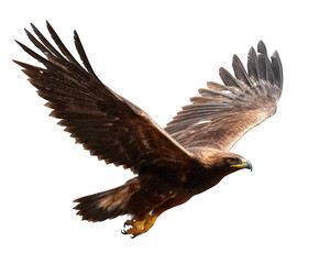 Obraz premium American bald eagle, Eagle Flying with Wide Open Wings, Eagle American flag