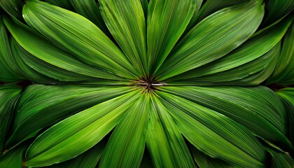 Overhead Shot Of Vibrant Green Symmetrical Leaves Radiating Outward
