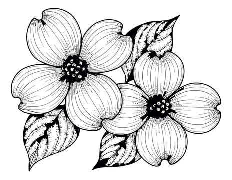 Hand drawn line art illustration of dogwood flowers depicting natural blooming for spring decoration