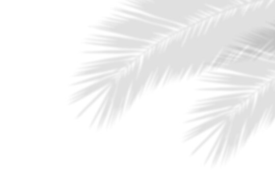 Abstract shadow of palm or coconut leaves with gradient and natural pattern. Tropical palm leaf shadows with copy space. Gray shadow overlay effect