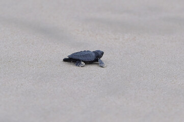 Release of Olive Ridley sea turtle hatchlings at Lampuuk Beach, Aceh, Indonesia