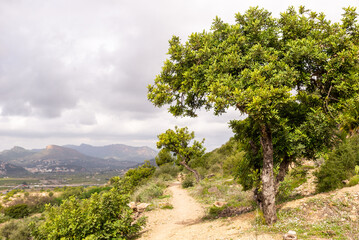 Fototapeta premium A person walks on a dirt path surrounded by trees. Mountains can be seen in the distance under a cloudy sky. The setting is rural and natural