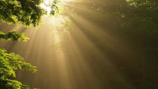Hopeful sunbeam and golden ray of light from morning sun shines through green forest. peaceful and serene moment in nature creating tranquil atmosphere