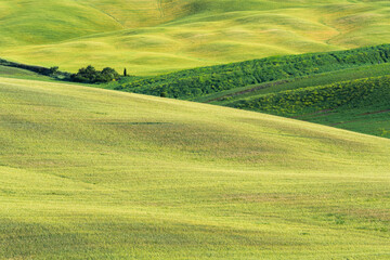 Obraz premium Getreidedfelder nahe Pienza, Toskana, Italien