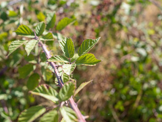 Obraz premium Leaves are visible on a thorny plant in a natural setting. The picture captures the plant with green foliage in soft light during the day. Blurred background shows hints of other vegetation