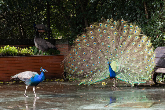 Peacock displaying tail feathers during courtship ritual