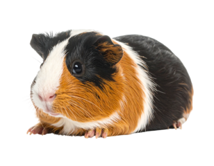 A colorful guinea pig with a black, white, and orange-brown coat isolated on black
