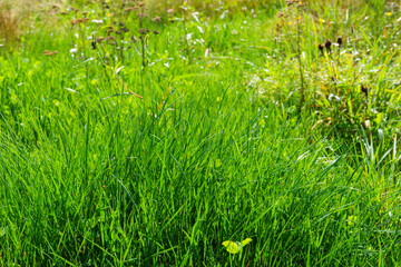 Close up, macro of lush green grass texture, growing in natural meadow under bright sunlight. Fresh summer background symbolizing growth ecology and nature