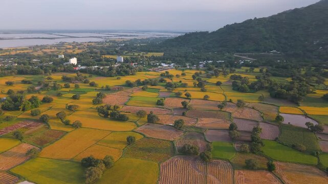 Peaceful aerial view of rice fields in Mekong Delta, Tri Ton Ta Pa, An Giang province, Vietnam. Royalty high-quality free best stock above beautiful fresh green and yellow rice fields