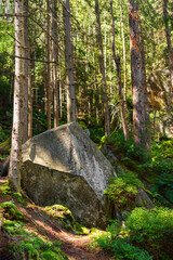 Large moss covered boulder in a coniferous forest with vibrant greenery and sunlight. Peaceful wild nature of Carpathian woods with ferns, trees, and quiet mountain atmosphere.