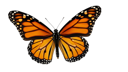 Monarch Butterfly with Open Wings Isolated