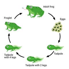Frog life cycle infographic for education