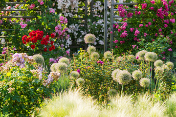 Hende Rosen Doblhoffpark Baden Bei