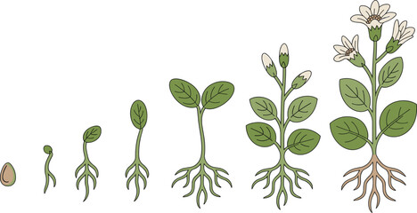Cartoon flowering plant lifecycle icon set with seed, germination, sprout, leafy stem, bud, and full bloom stage.