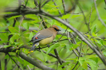 Cedar Waxwing perched on a branch showing its colorful markings