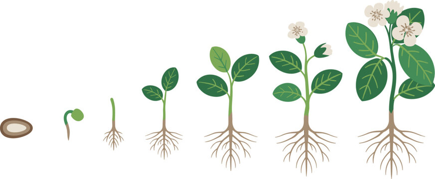 Cartoon flowering plant lifecycle icon set with seed, sprout, leafy stem, root system, and full bloom stage.