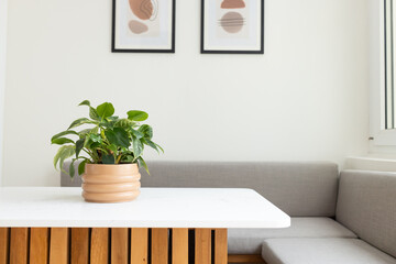 Green houseplant sitting left on white table with ribbed terracotta pot, grey banquette, prints