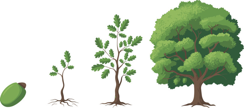 Cartoon oak tree lifecycle icon set with acorn, seedling, sapling, maturing tree, and fully grown canopy.