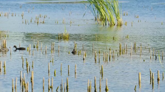 A peaceful daytime shot of the Ros River in Ukraine, featuring a natural wetland environment. The scene captures the contrast between many dry, cut reed stalks and vibrant new green reeds emerging fro