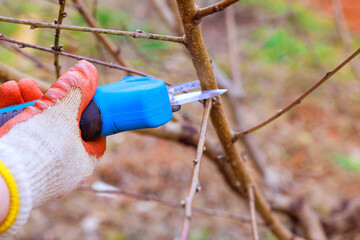 Garden man holds pruning electric shears, trims branches in garden setting during bright weather at spring.