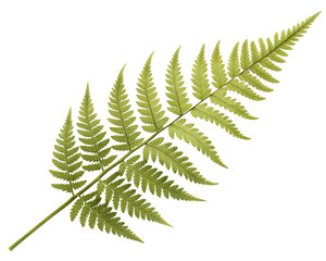 Fresh Green Fern Frond Leaf Isolated, Delicate Fern Leaf Closeup on White Background Stock Photo