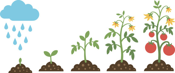 Cartoon tomato plant lifecycle icon set with rain cloud, seed, sprout, leafy stem, yellow flower, and ripe red fruit.
