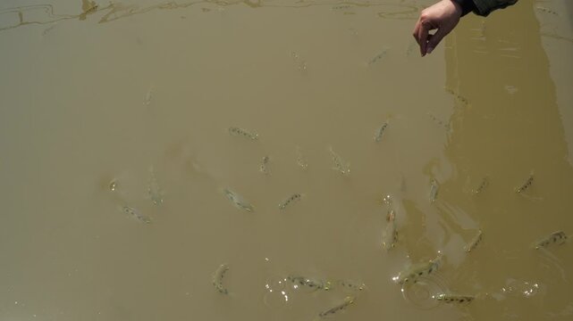 Intense feeding frenzy of Archerfish competing for prey in a Mekong Delta pond, Vietnam.