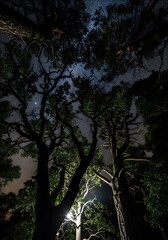 Tall Trees Illuminated at Night with Stars