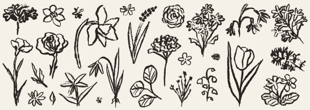 Grunge minimal charcoal or chalk spring summer flower collection. Vector illustration of ink hand drawn wild herbs set. Wax crayon drawing style. Floral silhouette elements for scrapbooking design.