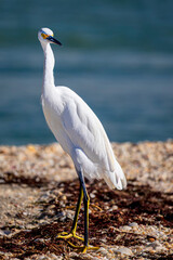 Snowy Egret - Schmuckreiher