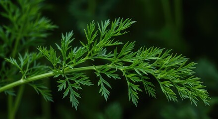 Bright green, freshly harvested carrot tops showing texture and organic farm growth, perfect for healthy cooking ingredients or natural seasoning ,carrot ,bright ,leaves