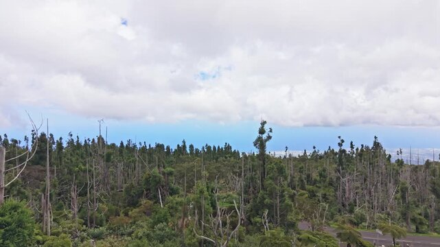 Drone reveal starting over picnic area, moving forward and ascending to wide aerial view of lush forest and distant coastline, Sentier Botanique Notre-Dame de la Paix, Entre-Deux, Reunion Island.