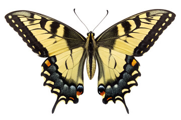 Fototapeta premium Eastern Tiger Swallowtail Butterfly Vibrant Yellow Black Wings Detailed
